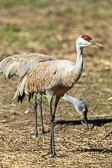 Wildlife