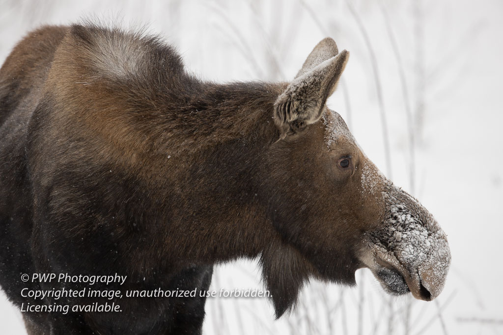 Moose-20200124_131351_PWP.jpg