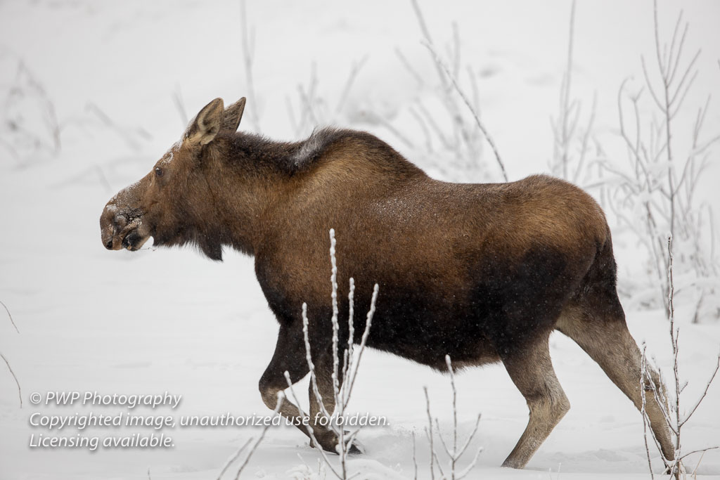 Moose-20200124_131821_PWP.jpg