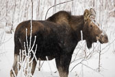 Mammals