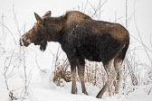 Moose-20200124_131724_PWP.jpg