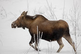 Moose-20200124_131821_PWP.jpg