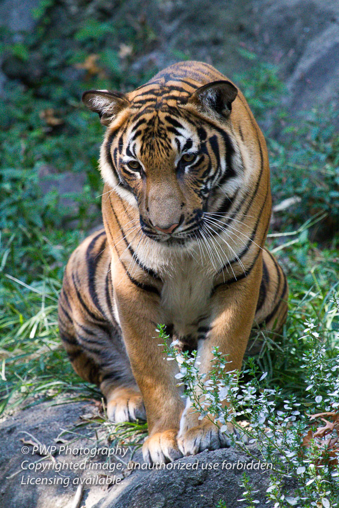 Cincinnati-Zoo_20100921_054458_PWP.jpg