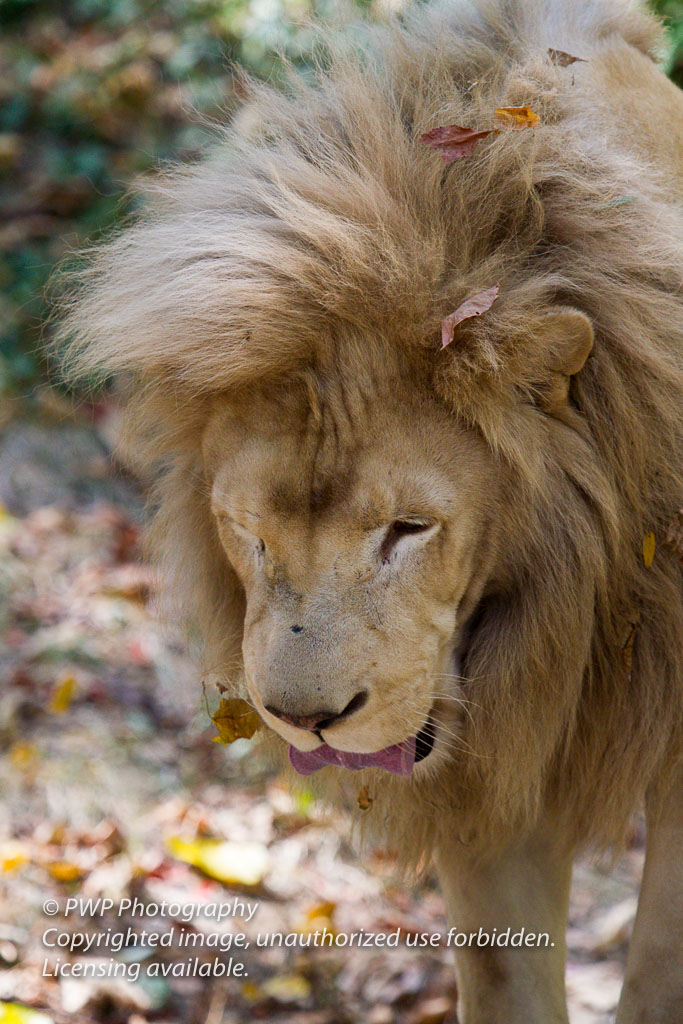 Cincinnati-Zoo_20100921_090030_PWP.jpg