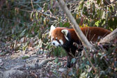 Cincinnati-Zoo_20070110_082318_PWP.jpg