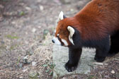 Wildlife