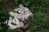 Cincinnati-Zoo_20070603_080647_PWP.jpg