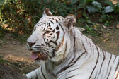 Wildlife